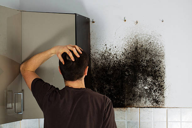 Best Mold Damage Restoration  in Layhill, MD